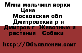 Мини мальчики йорки › Цена ­ 11 000 - Московская обл., Дмитровский р-н, Дмитров г. Животные и растения » Собаки   